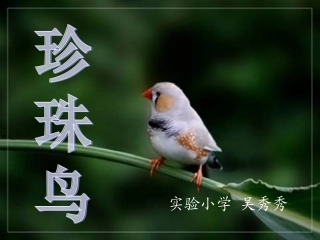 《珍珠鸟》课件