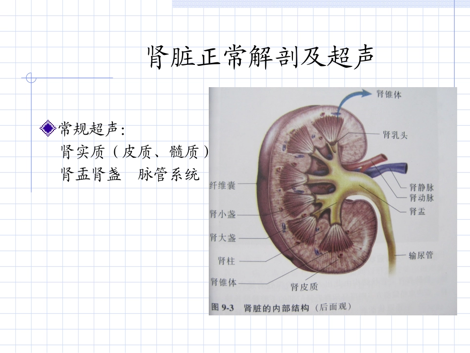 肾椎体正常及异常声像图_第2页