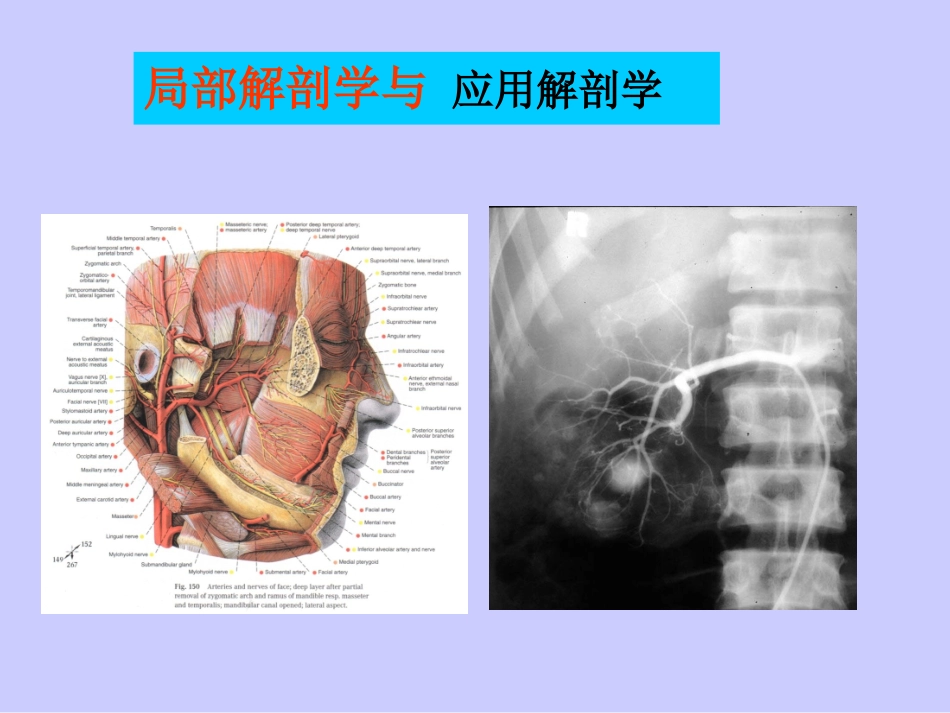 局解绪论及颅部2016_第2页