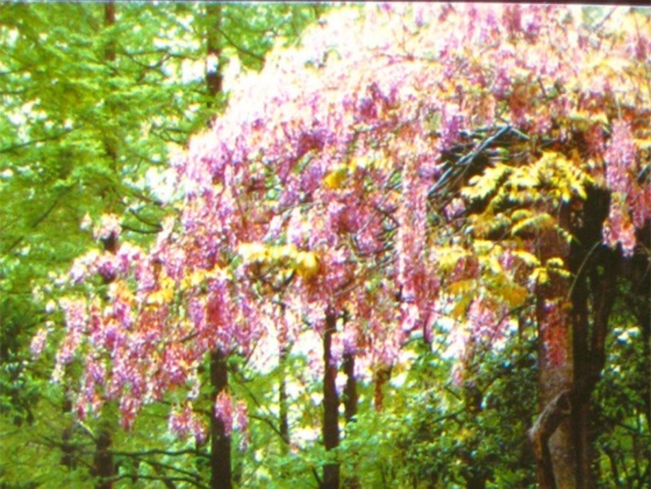 《幽径悲剧》公开课_第2页