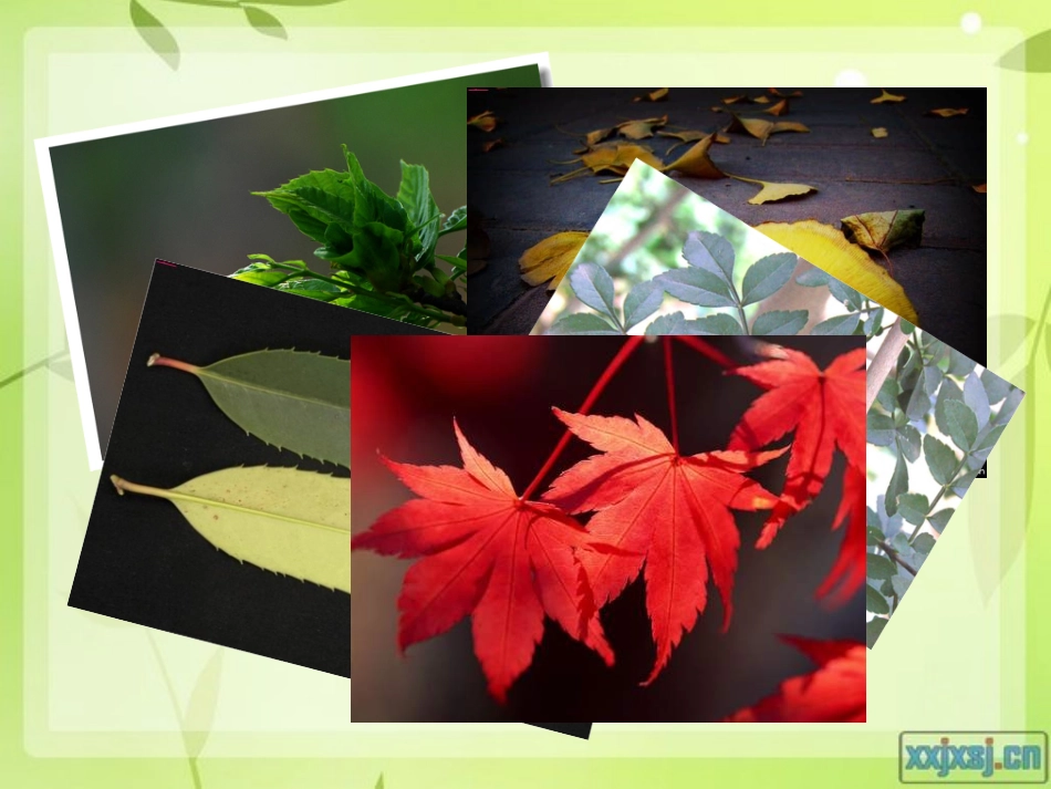 习作3秋天的树叶_第3页