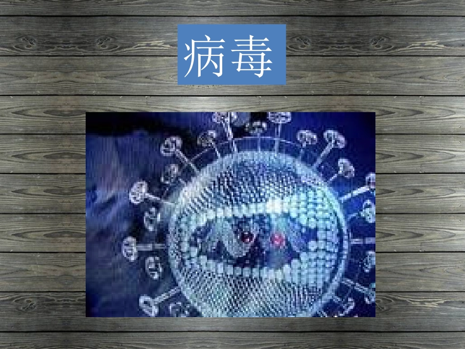 《病毒》课件1_第1页