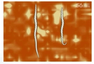 线形动物和环节动物(上课)