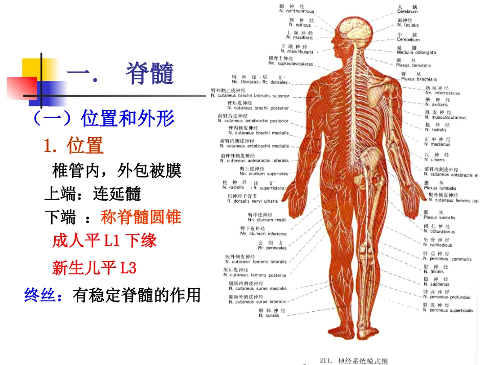 脊髓和脊神经_第2页