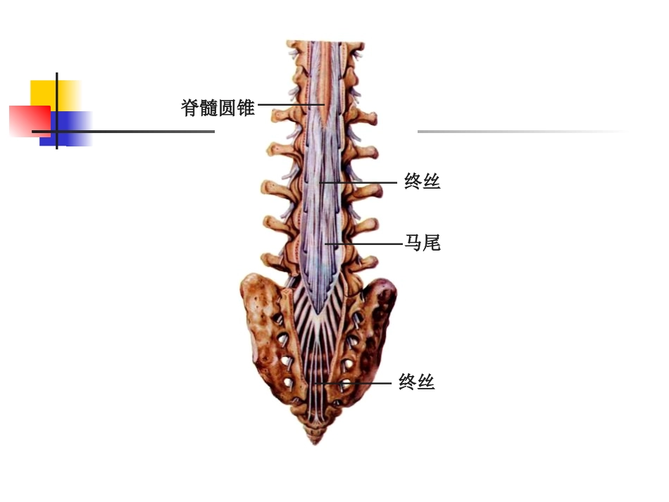 脊髓和脊神经_第3页