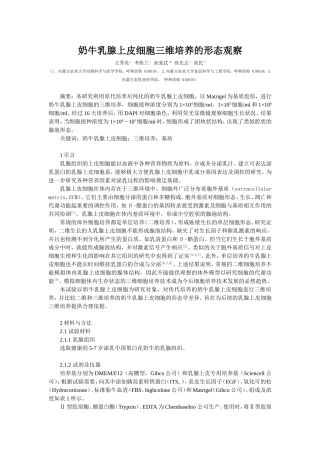 奶牛乳腺上皮细胞三维培养的形态学观察100305