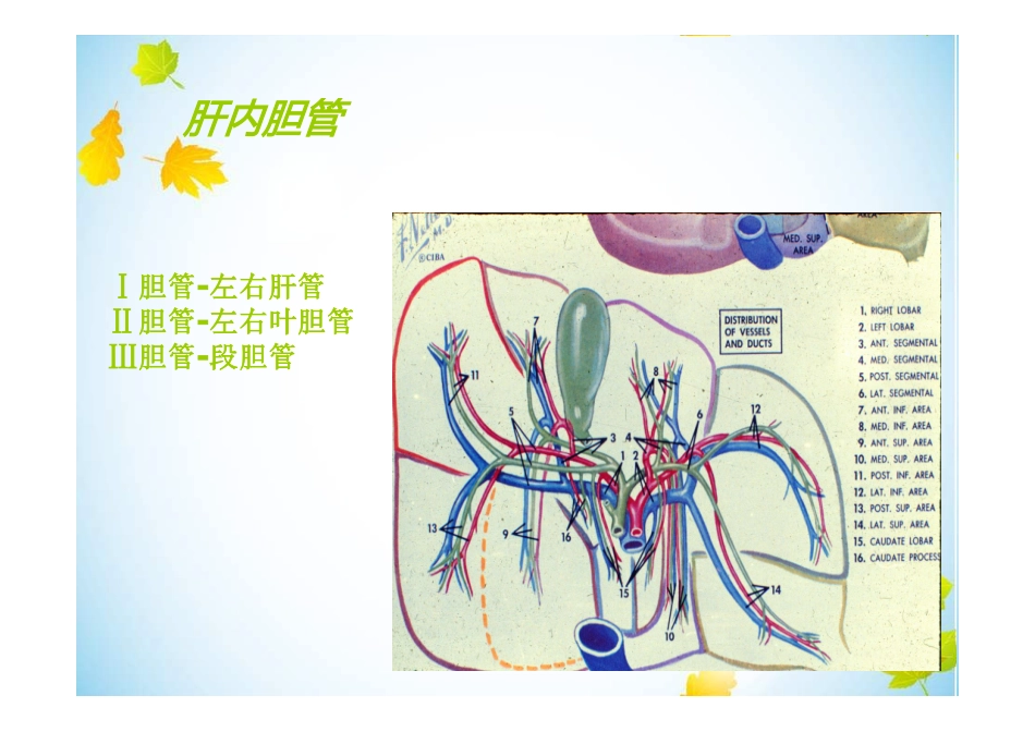 梗阻性黄疸的鉴别诊断_第3页