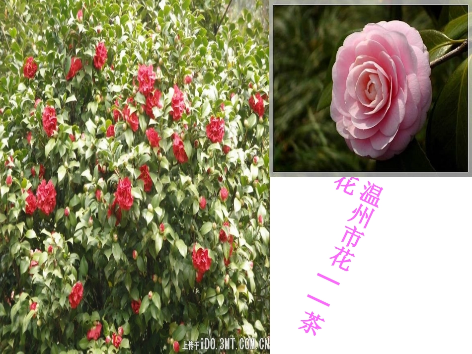 音乐课_雪绒花课件_第1页