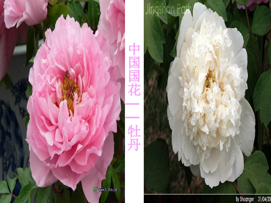 音乐课_雪绒花课件_第2页