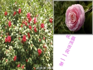 音乐课_雪绒花课件