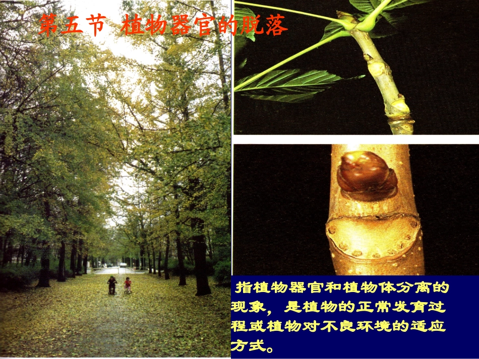 第五节植物器官的脱落_第2页