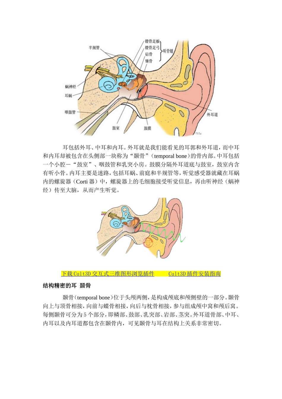 听觉-听觉器官结构_第2页