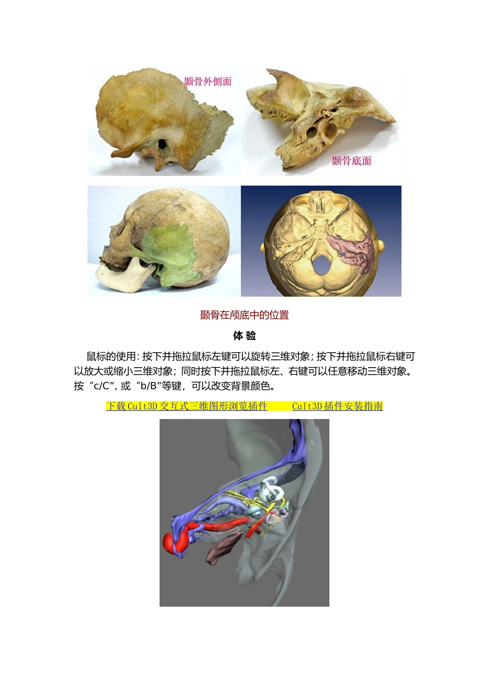 听觉-听觉器官结构_第3页