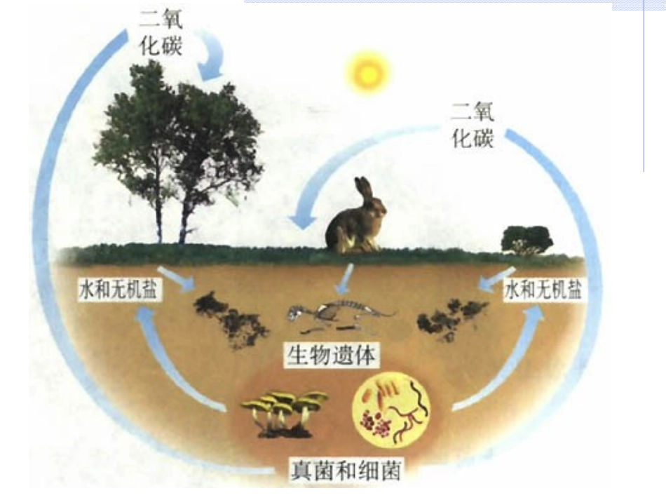 细菌和真菌在自然界中的作用_第3页