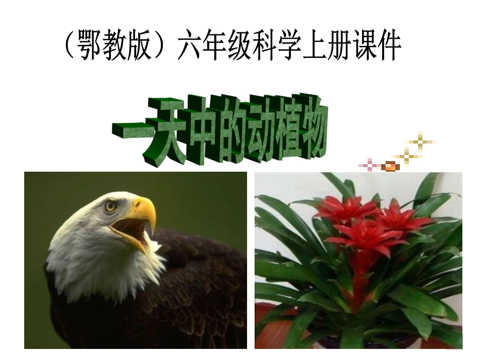 鄂教版科学六上《一天中的动植物》课件Z_第1页