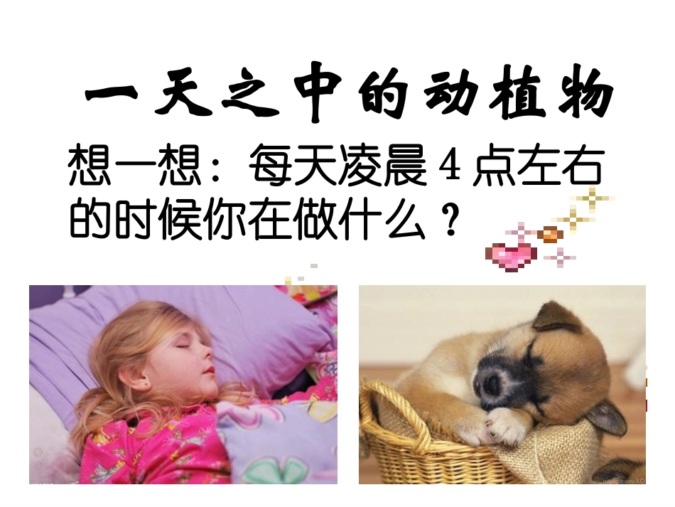 鄂教版科学六上《一天中的动植物》课件Z_第2页