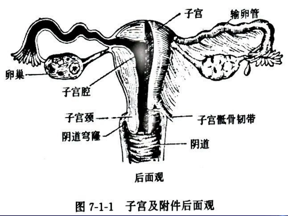 妇科超声检查_第3页
