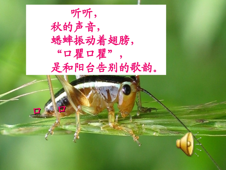三年级语文上册第三组12听听，秋的声音第一课时课件_第3页