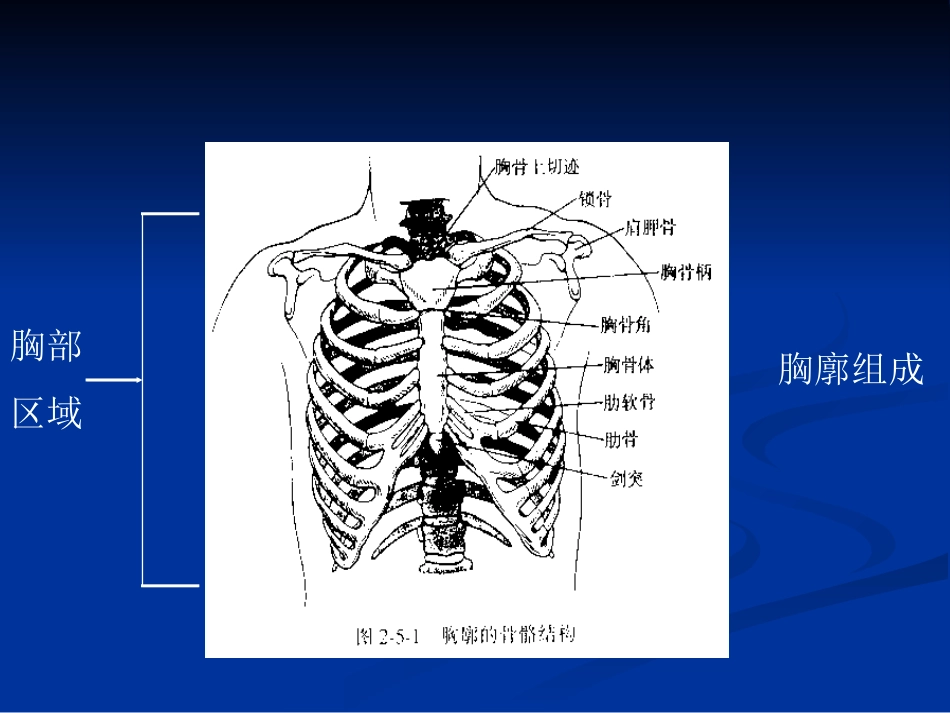 肺和胸膜检查_第2页