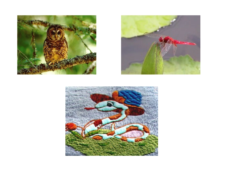 保护有益的动物_第3页