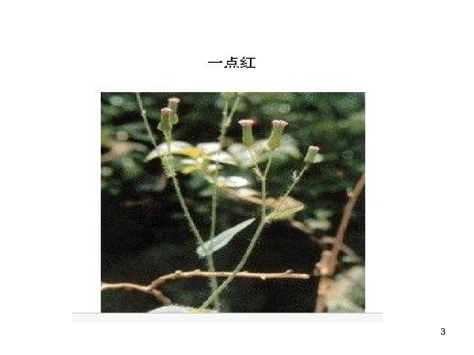 中草药PPT_第3页