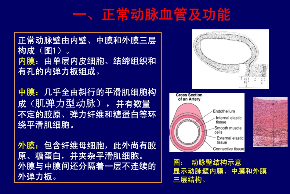 心血管疾病信号转导_第3页