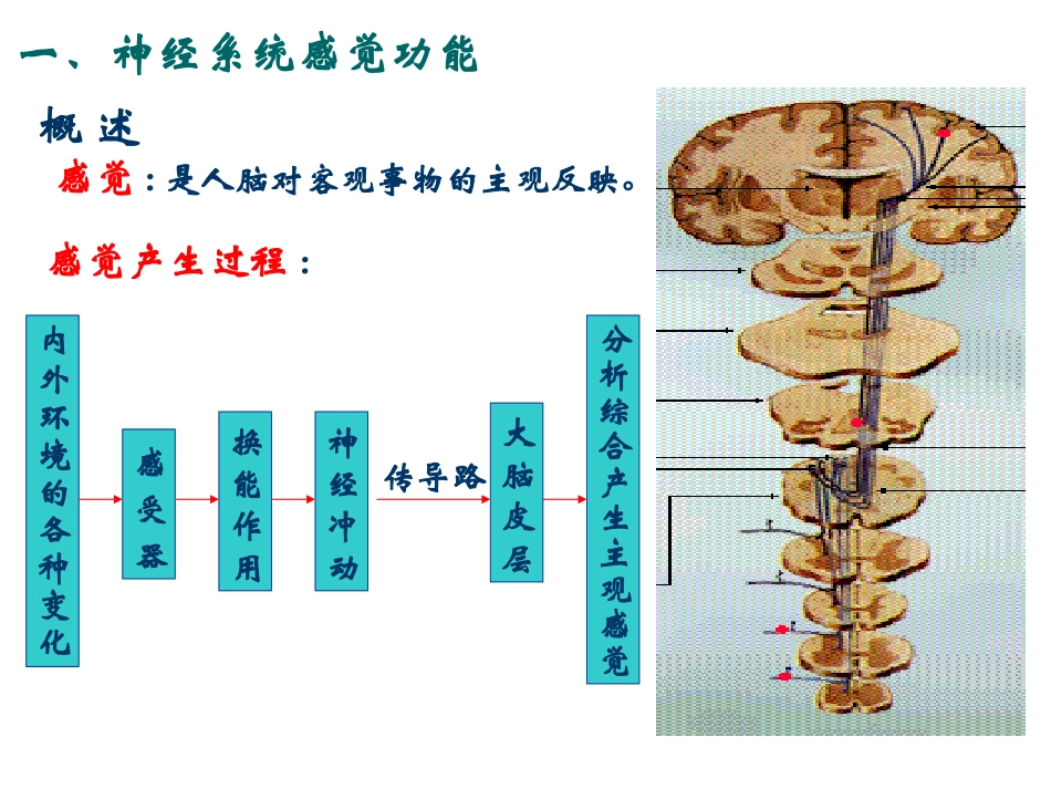 第十一章 神经系统-3_第3页