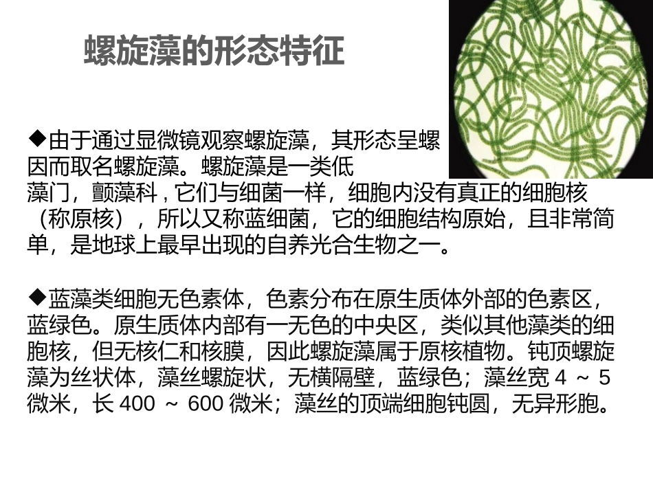 螺旋藻的形态特征和营养成分_第3页
