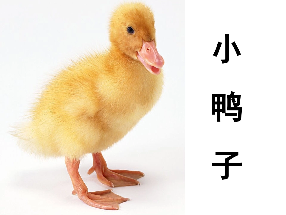 教宝宝认识动物_第1页