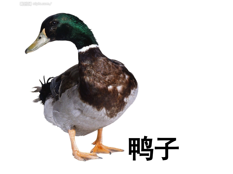 教宝宝认识动物_第2页