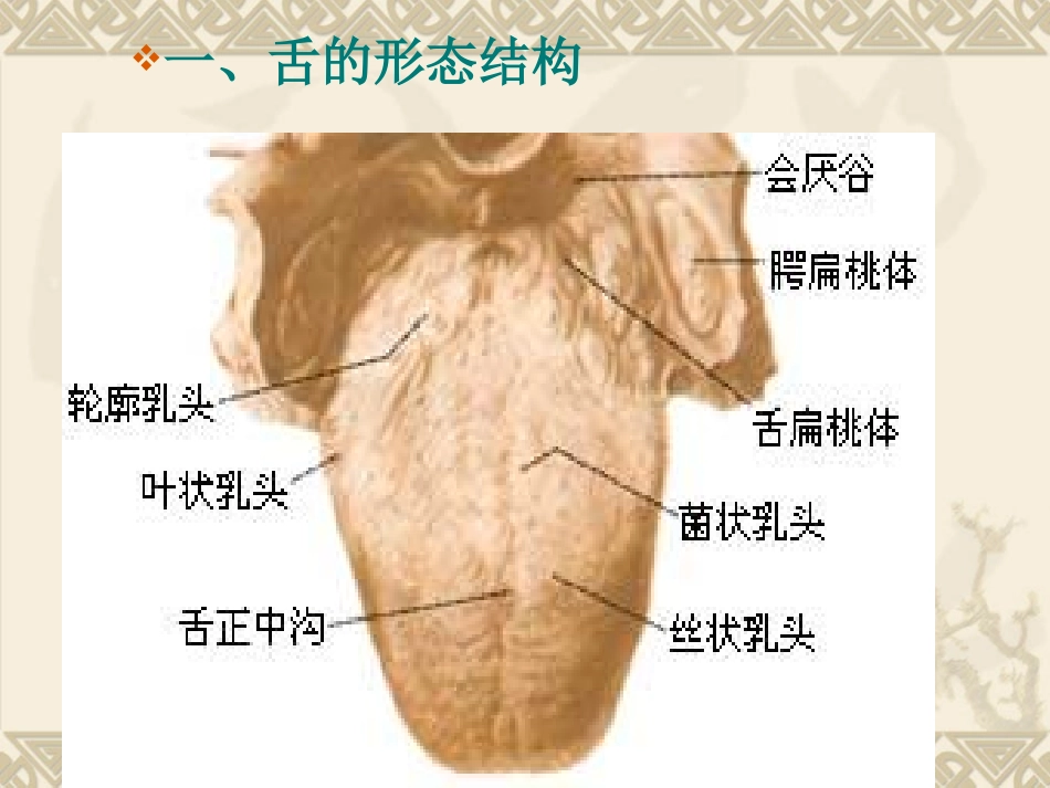 舌诊-切诊-闻诊_第2页