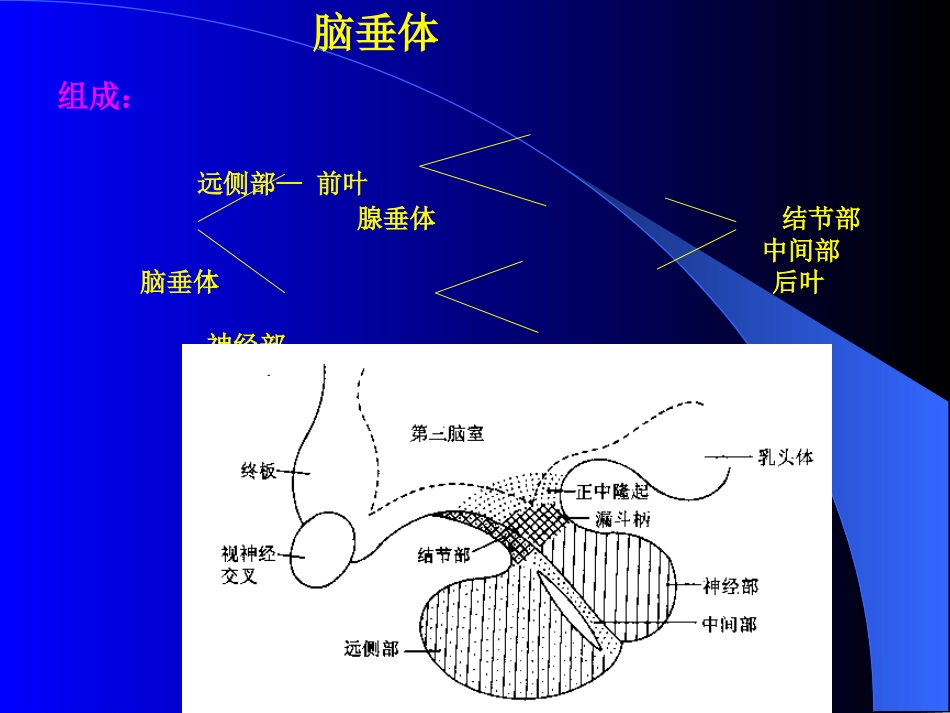 垂体-性腺轴_第3页