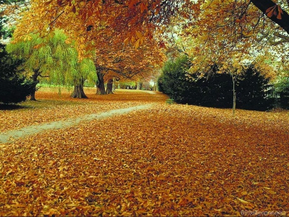 夜书所见课件_第2页