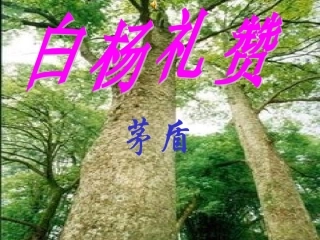 白杨礼赞 (2)