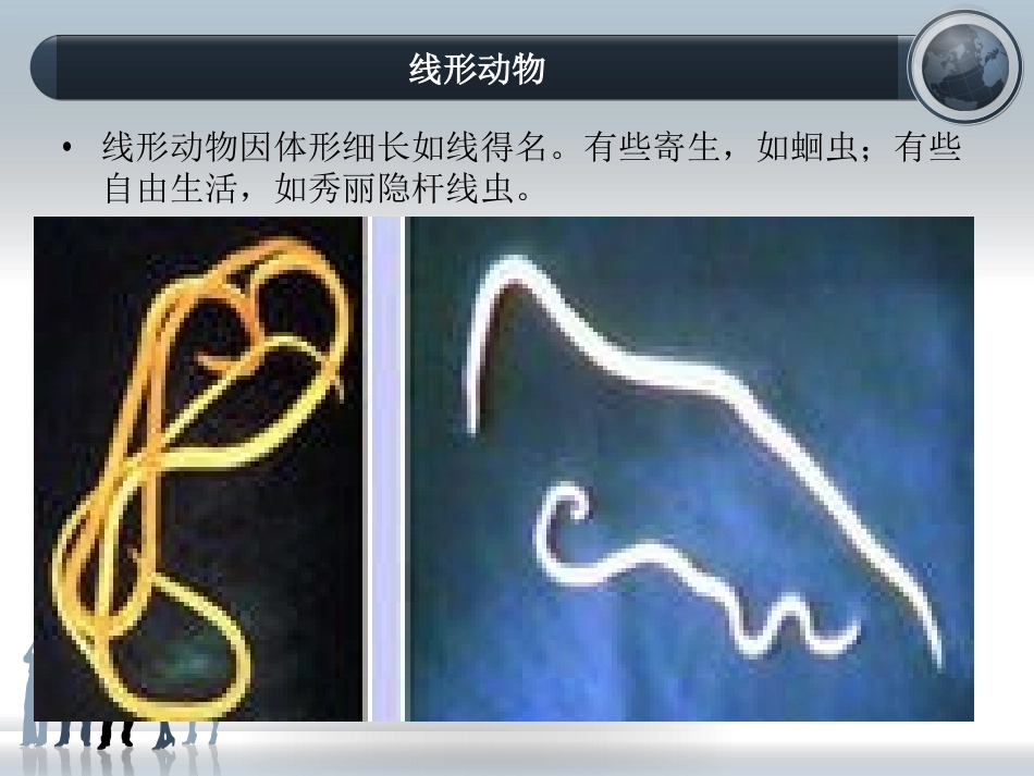 线形动物和环节动物_第2页