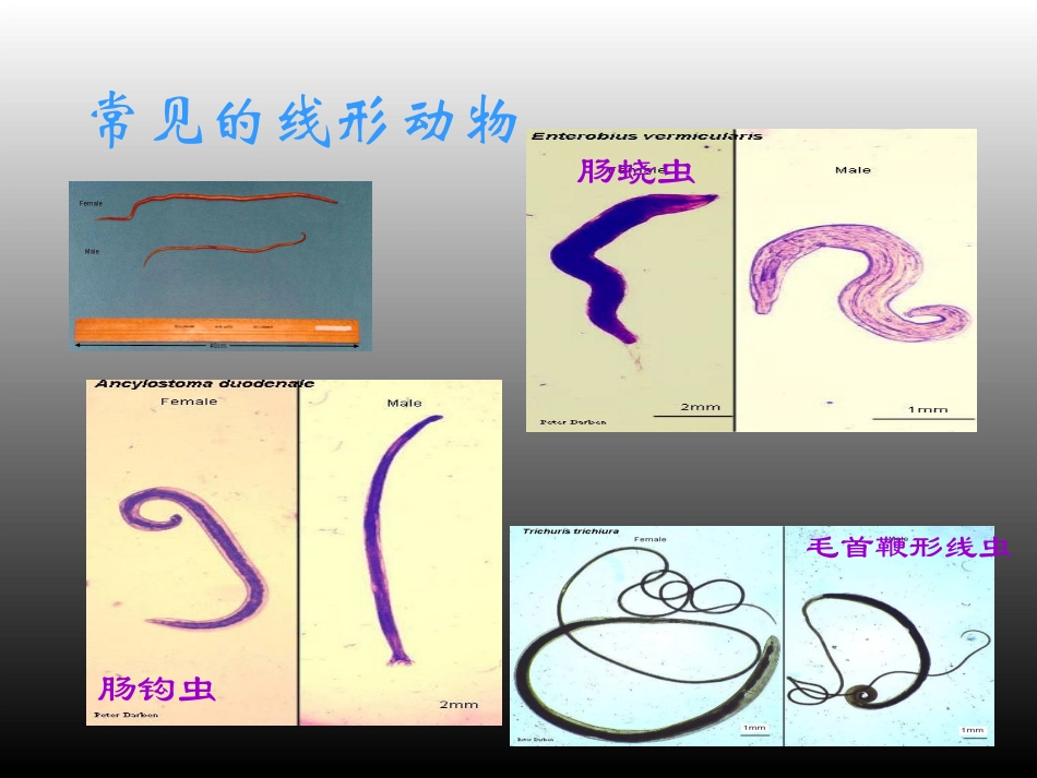 线形动物和环节动物_第3页