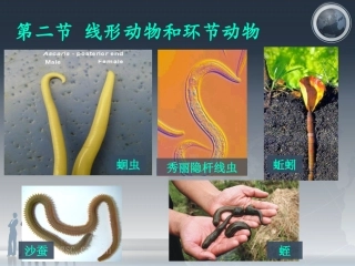 线形动物和环节动物