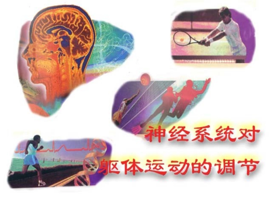 神经系统-(5)_第1页