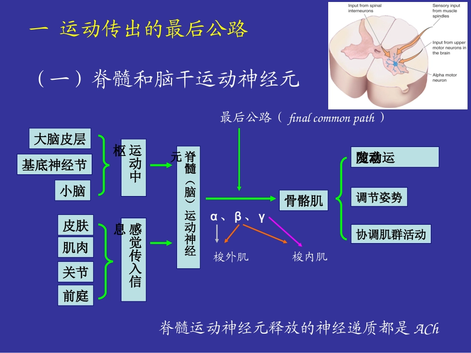 神经系统-(5)_第2页