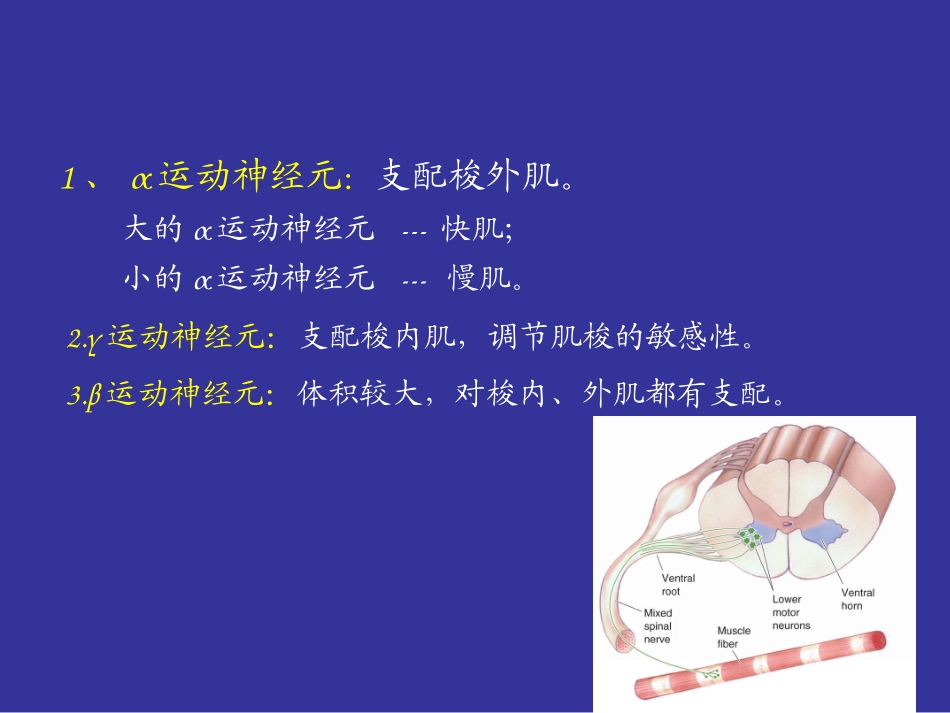 神经系统-(5)_第3页