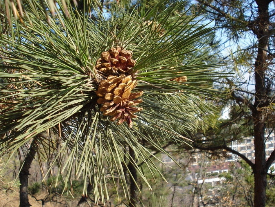 第十节松材线虫_第2页