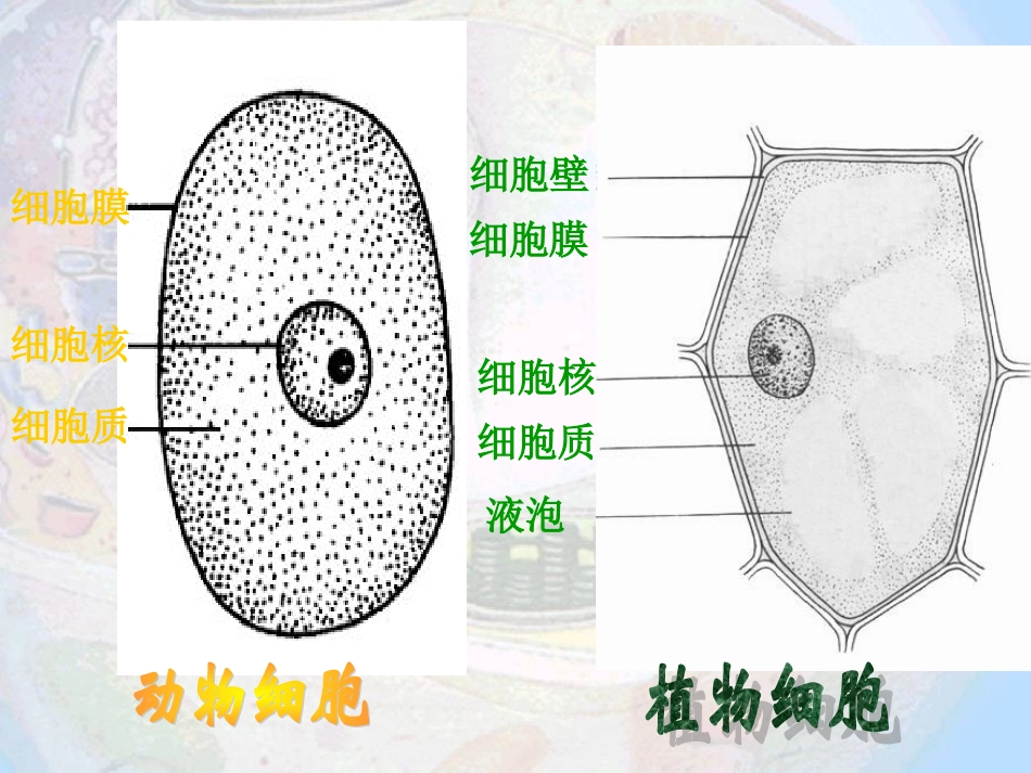细胞器系统内的分工合作10_第2页