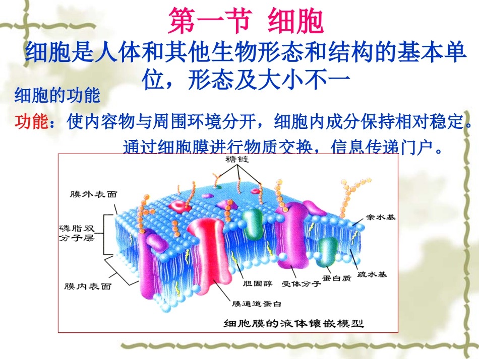 第二章  人体的基本组成_第2页