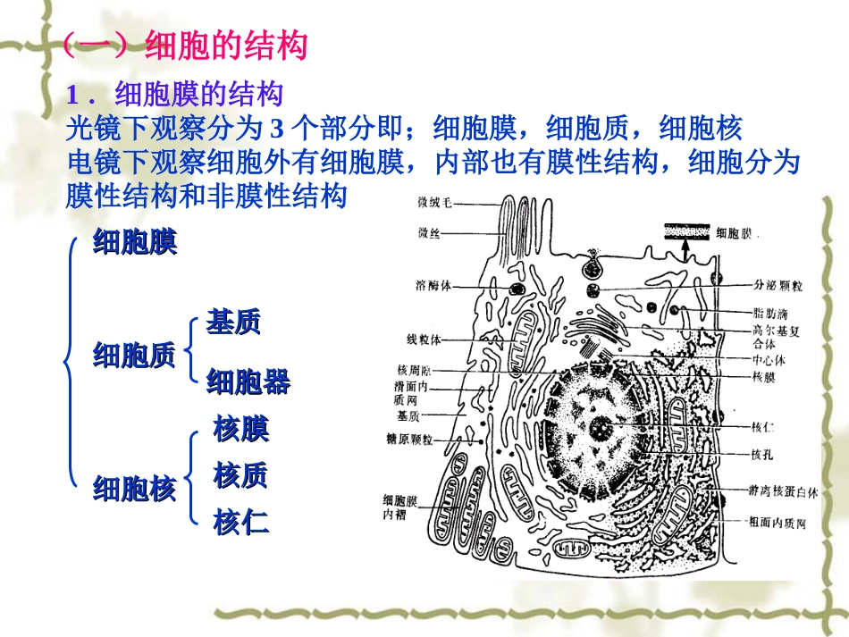 第二章  人体的基本组成_第3页