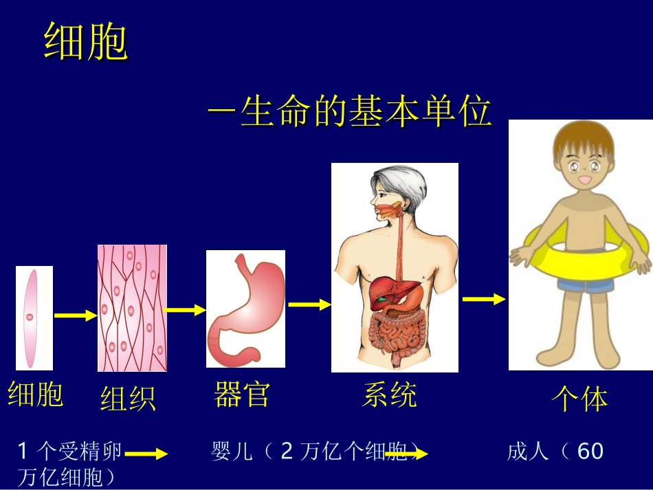 动物细胞培养技术_第2页