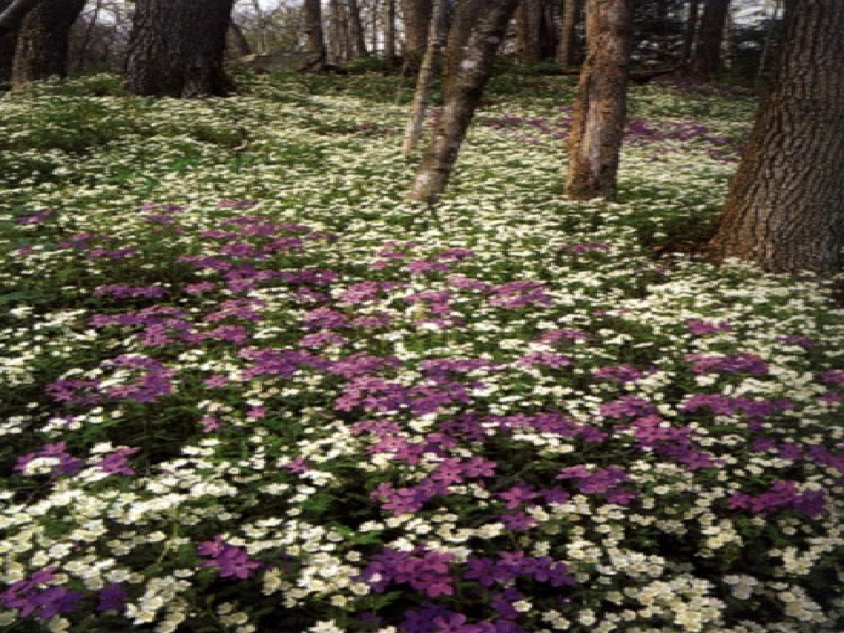 燕子PPT课件_第3页