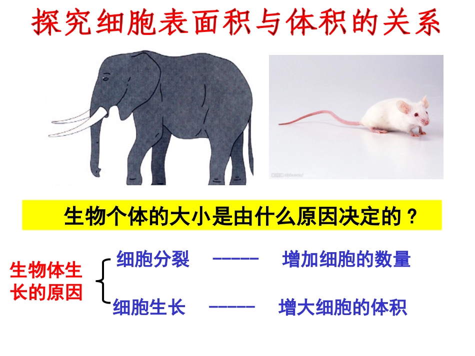 细胞增殖(复习)_第2页