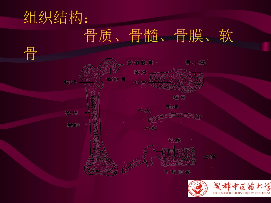 化脓性骨性髓炎-1_第3页