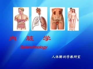 内脏学总论+消化系统huang