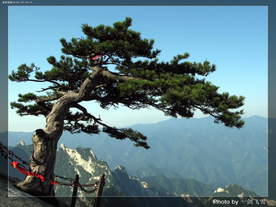 大树的故事 (2)_第2页